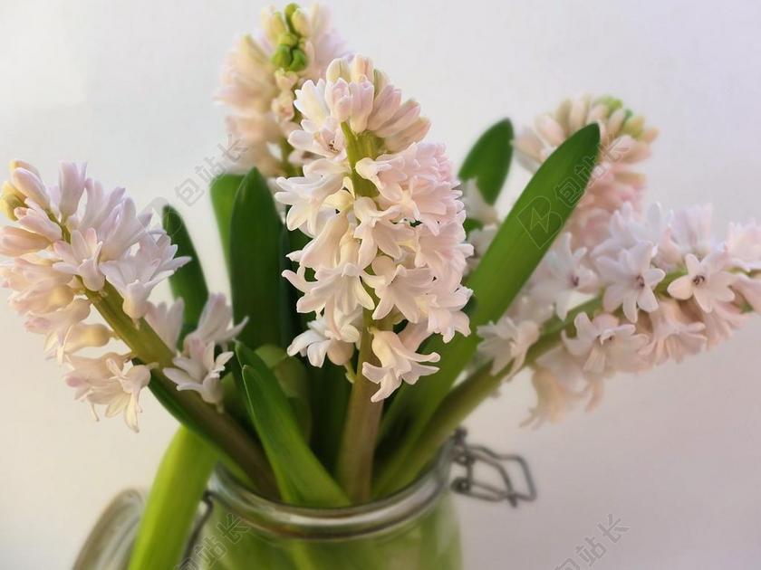 白绿植物清新装在瓶子里的风信子鲜花植物装饰背景图片