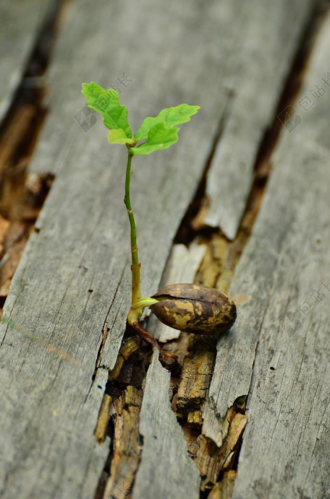 幼苗植物夹缝中求生背景图片