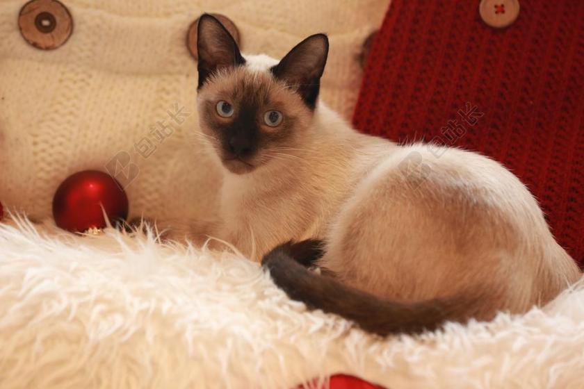 猫 暹罗 动物 猫的 眼睛 家养 小猫 品种 宠物 可爱