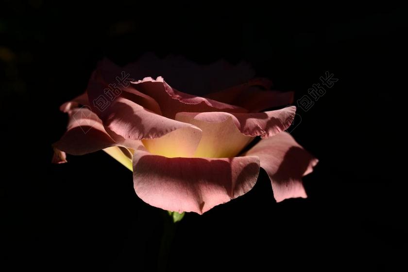 玫瑰 粉红色 水华 开花 鲜花 花瓣 花 照明 深色背景
