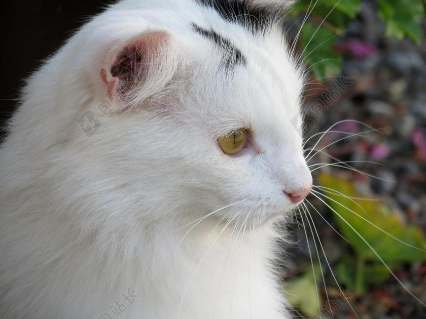 白色动物柔软白猫咪侧面照动物猫养猫宠物背景图片