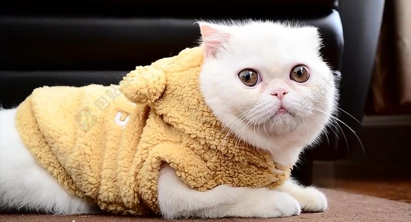 短毛 猫 猫科动物 动物