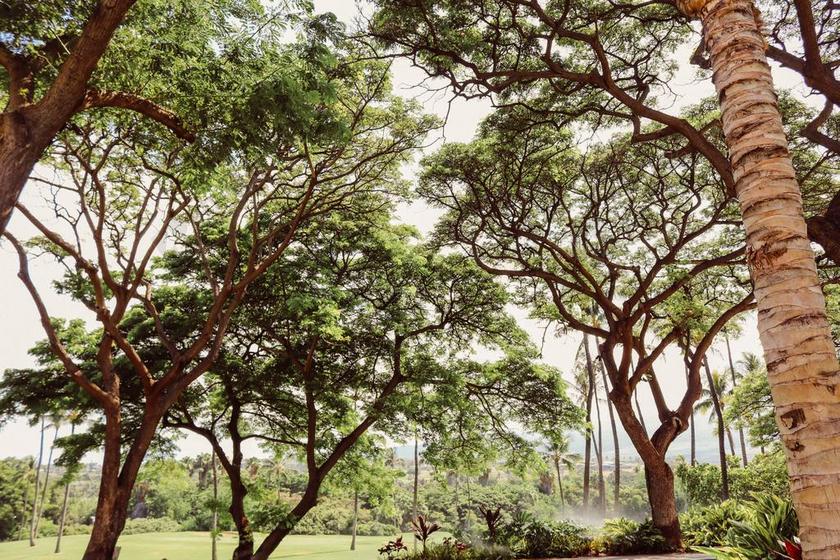 树 自然 绿色 自然背景 植物 植树 森林 叶 树枝 公园