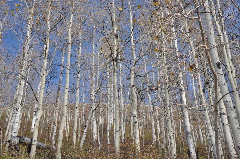 桦木 犹他州 城市公园 黄色 性质 树木 秋季 天空