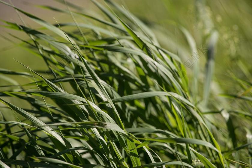 绿色农业浪漫稻田小米麦田背景图片