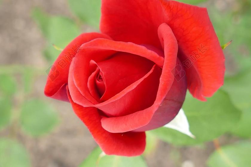 红色植物娇艳开放的大红玫瑰鲜花植物玫瑰月季背景图片