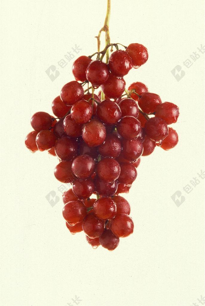 葡萄 秋天无籽 葱绿 农业 群集 葡萄园 酒厂 藤 农场