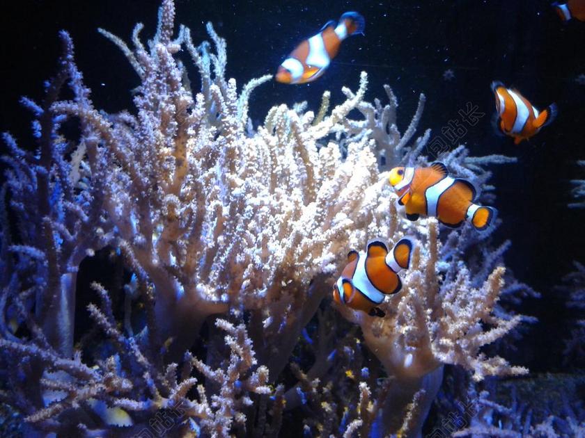 小丑鱼 AMPHIPRIONINAE 鱼 珊瑚