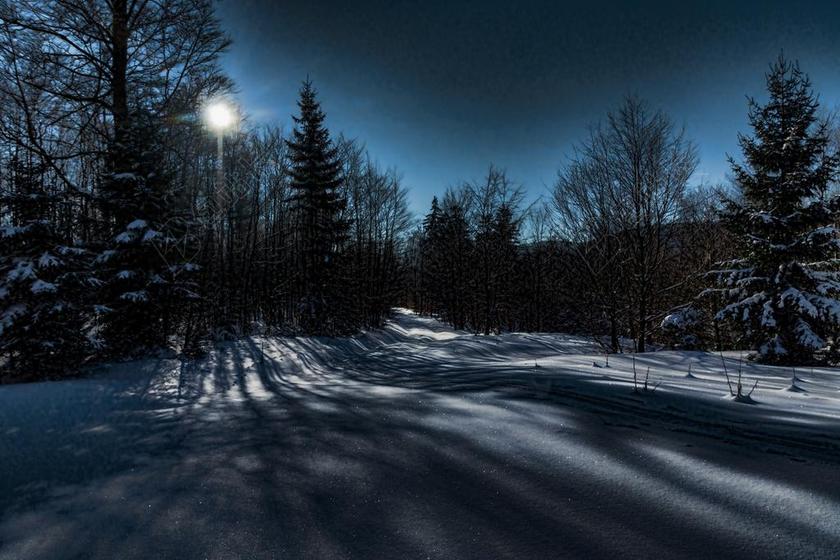 冬天 雪 冰 寒冬 森林 冬季森林 景观 背光 冷 夜