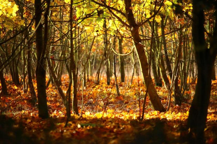 秋季 森林 树木 叶子 秋天的落叶 秋天的颜色