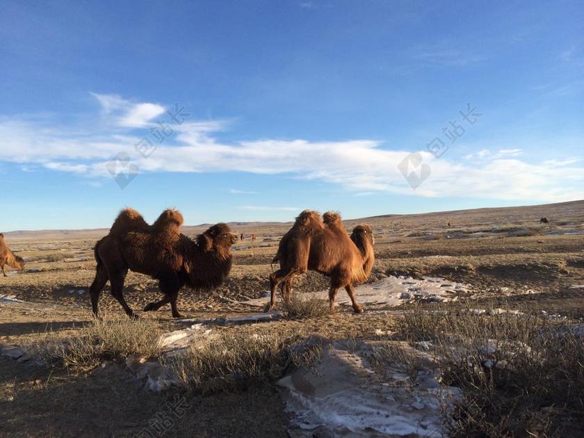 卢雄 RAE 骆驼 天空 云 沙漠 动物