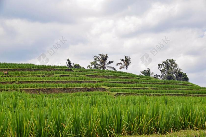 巴厘岛 印度尼西亚 旅行 水稻梯田 全景 景观 农业