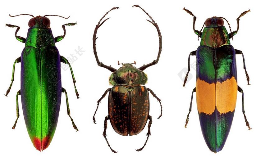 甲虫 昆虫 性质 宏 昆虫飞行 多彩 甲壳素 节肢动物门