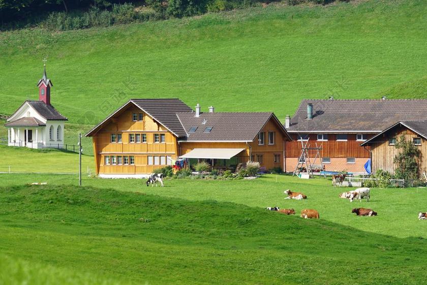 绿色田园放牧牲畜房屋建筑背景图片