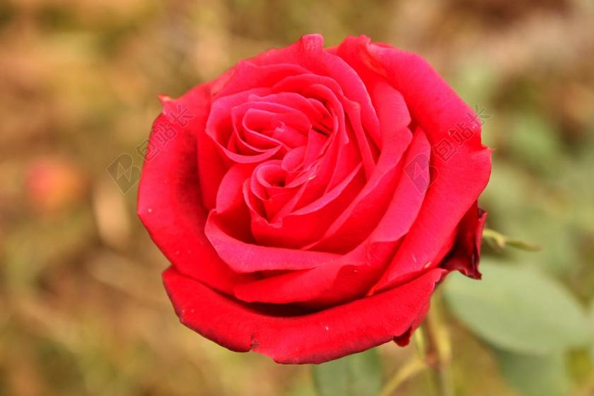 红色鲜艳玫瑰爱情背景图片