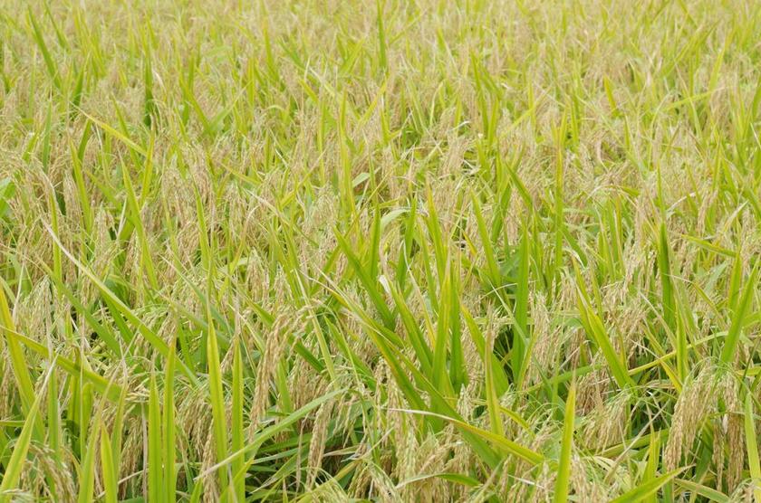 水稻 金黄 现场 农业 植物