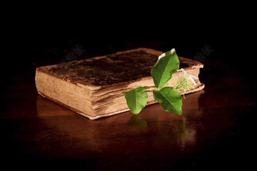 书籍古代古老的书本和绿色的树枝背景图片