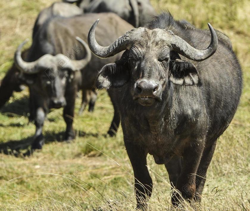 非洲水牛 非洲 野生动物 牛 野生 号角 萨凡纳 强 脸