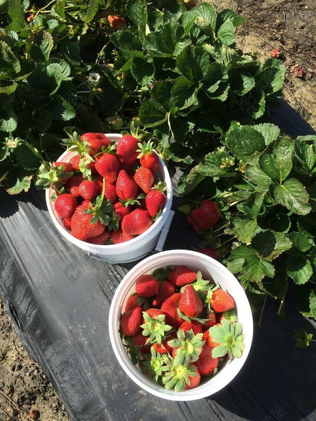 草莓 草莓采摘季 农场