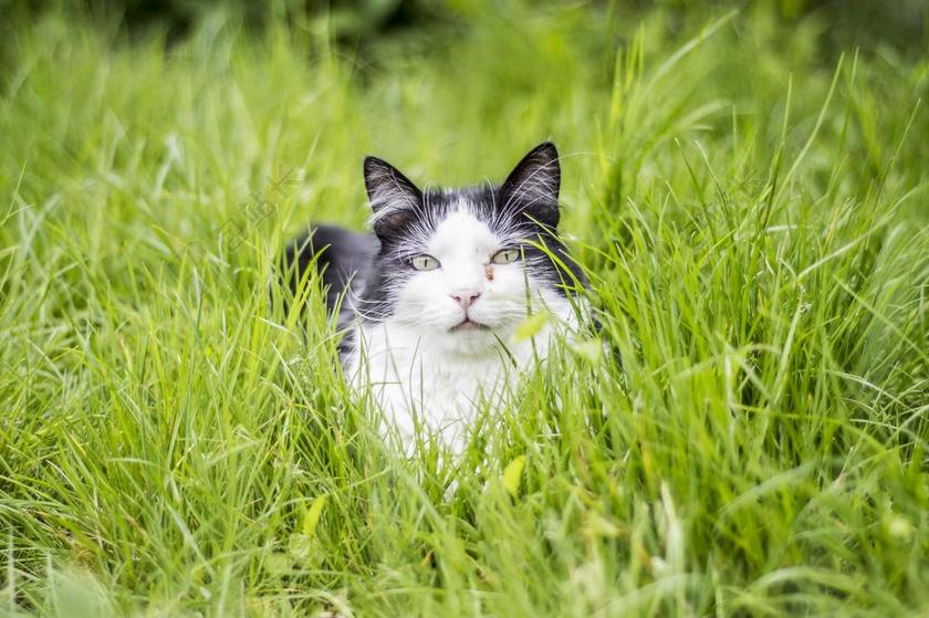 清新趴在草丛中的猫背景图片