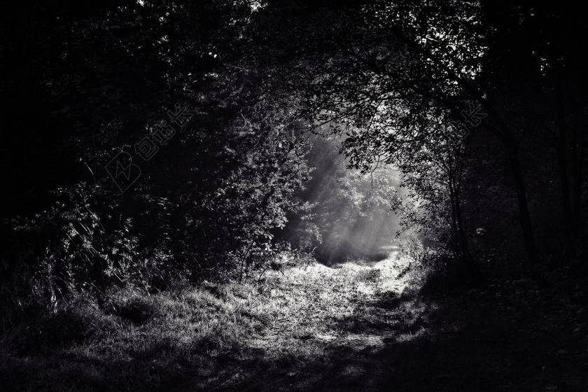 伍兹 路径 森林 黑暗 夜 光 鬼 径 叶子 环境 神秘