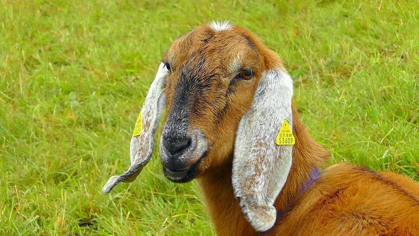 自然牧场吃草的羊背景图片