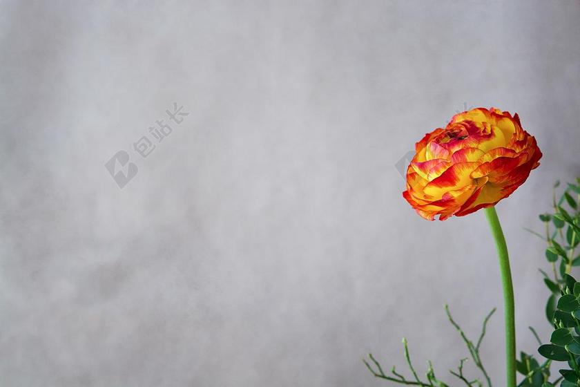 摄影自然盛开的花背景图片