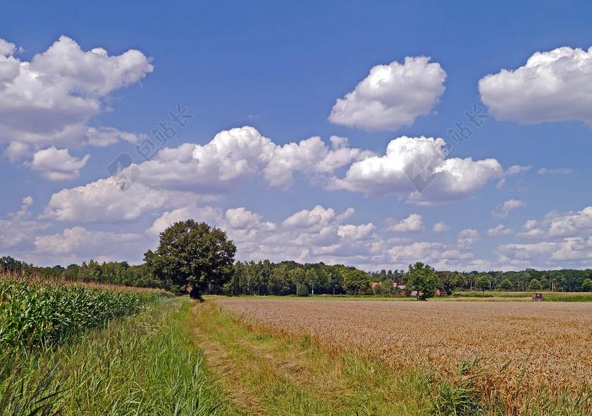夏日的一天 土地 农村 云 耕地 谷物 大麦 玉米 树