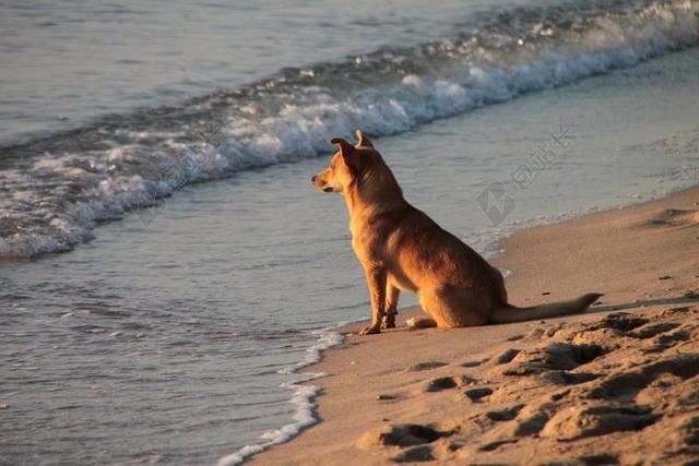 动物休闲海边的潮水和狗背景图片