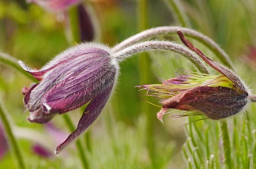 PASQUE 花 蓬勃发展 植物学 宏 性质 种子 春天