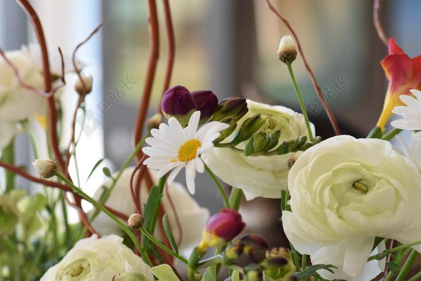 花 开花 斯特劳斯 厂 性质 毛茛属植物 雏菊 德卡 花卉