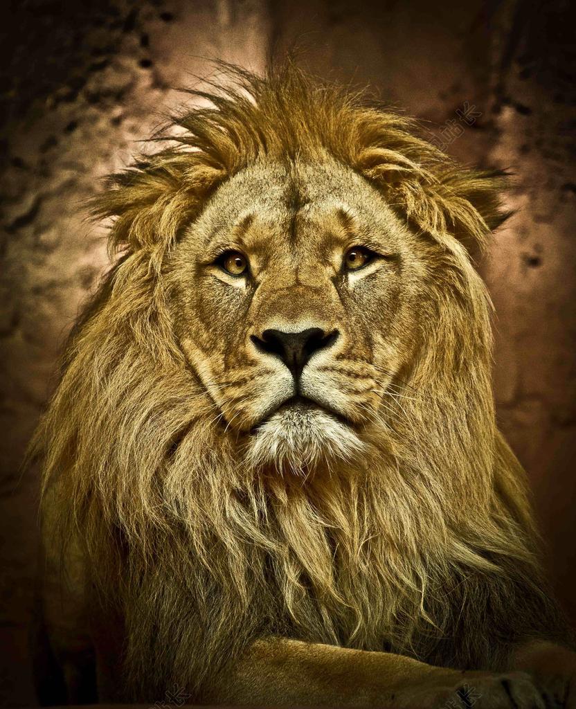 广告唯美狮子头特写背景图片