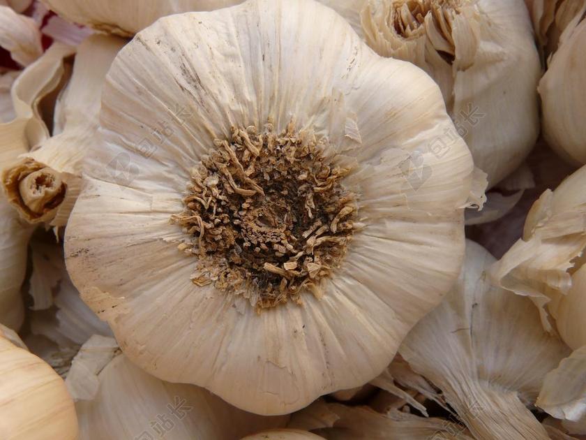 大蒜 尖锐 芳香 块根 大量 气味 药用植物 蔬菜 白