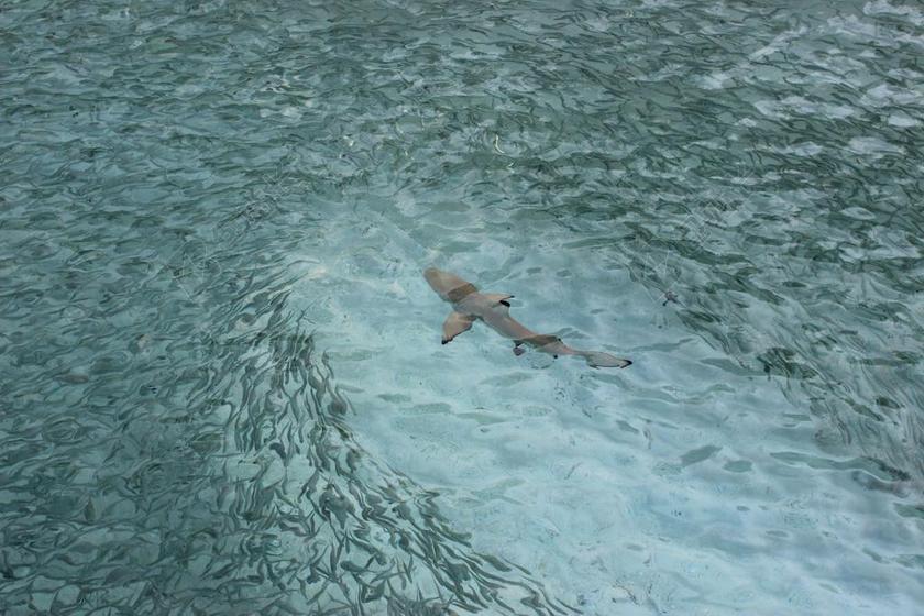 海 礁鲨 MEERESBEWOHNER 水下 印度洋 马尔代夫