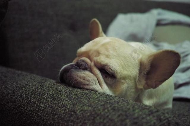 摄影唯美趴在地上睡觉的小狗背景图片