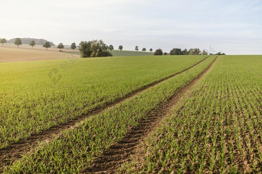 秋 蓝色 原野 绿色 农民 种子 轮胎痕迹 温暖