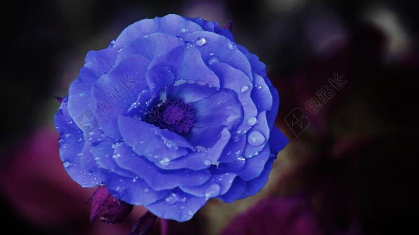 摄影唯美水滴玫瑰背景图片