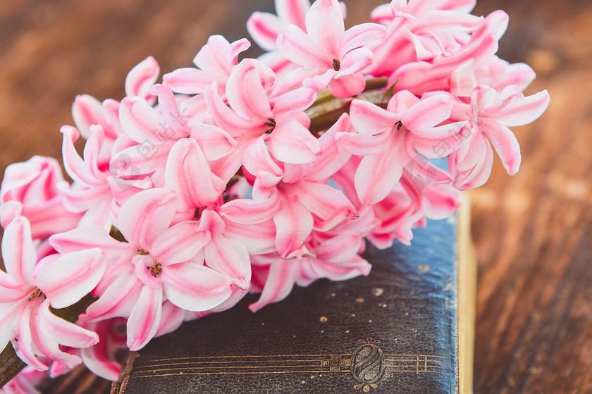 植物美丽盛开的风信子和书本阅读书籍鲜花装饰背景图片