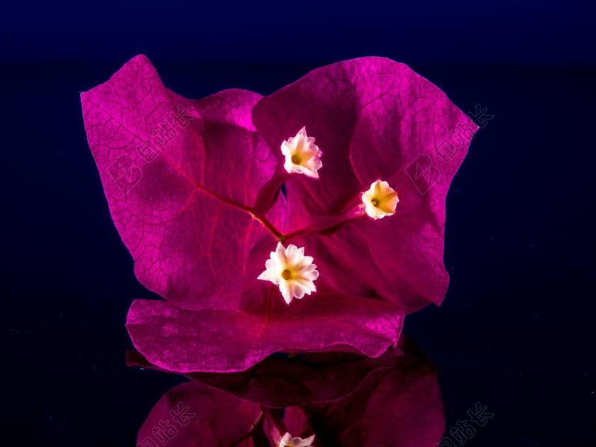 植物特写绽放的紫色花背景图片