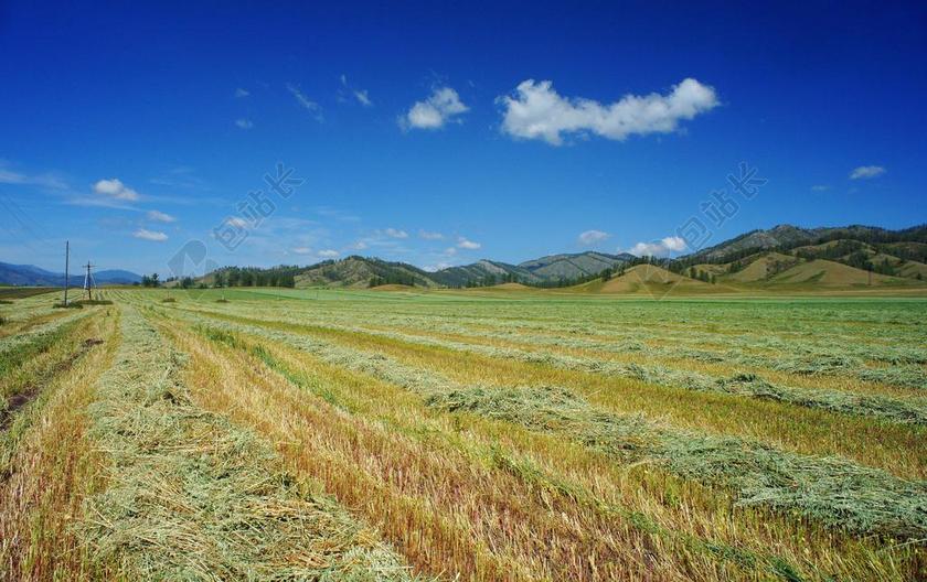 广告清新户外割完荞麦背景图片