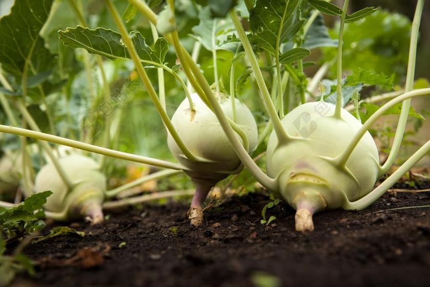 花园 蔬菜 蔬菜花园 园艺 绿色 有机 食品 健康 农业