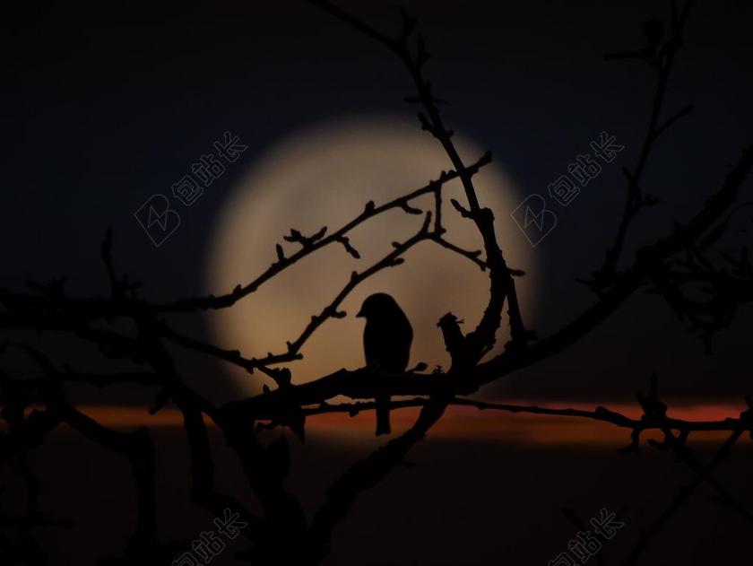 鸟 晚上 月影 分支机构 针对月球 天空