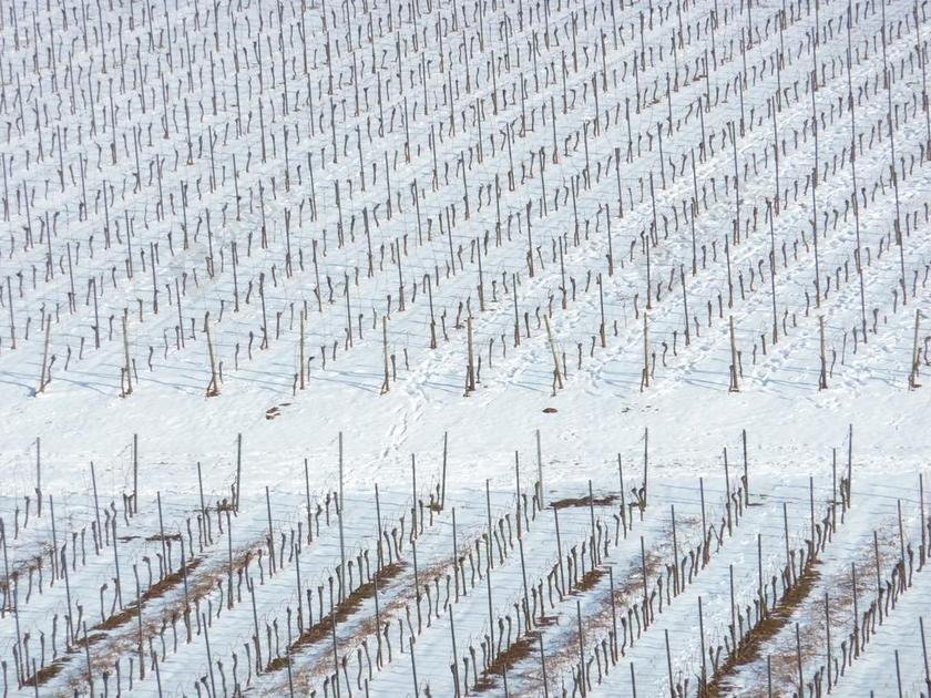 旅游自然户外白雪覆盖的葡萄园背景图片