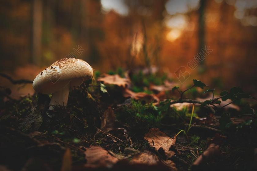 蘑菇 森林 秋季 有毒 性质 秋天的颜色 森林的地面 收集
