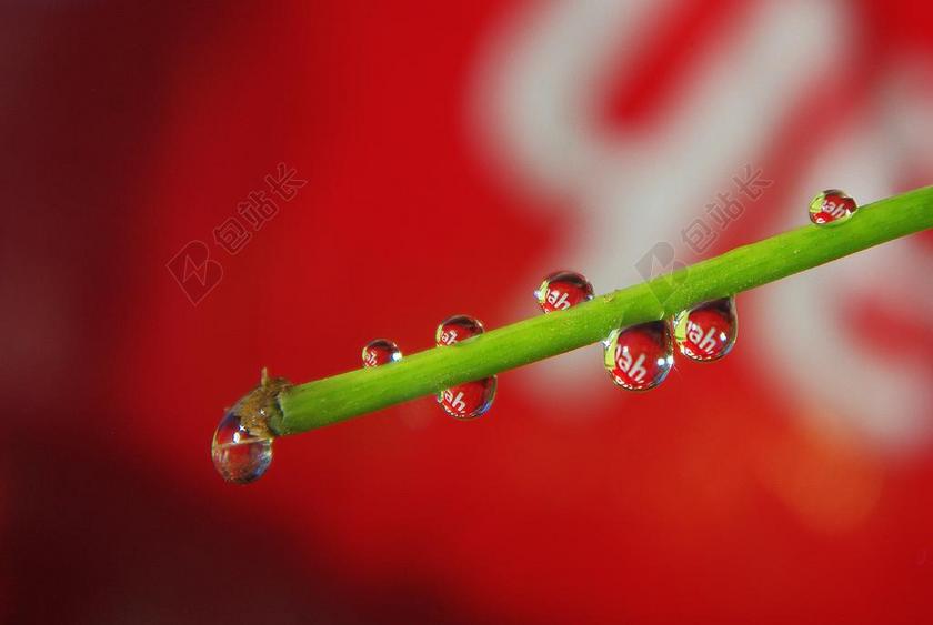 摄影唯美植物上的水滴背景图片