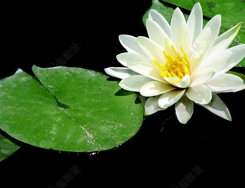 植物唯美美丽的白色睡莲背景图片