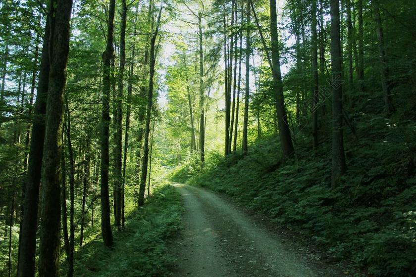 旅游自然林间小道背景图片