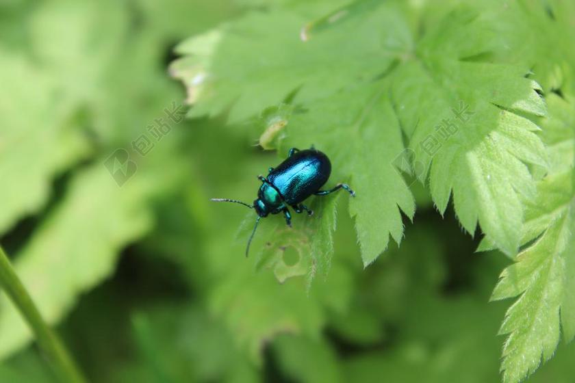 小虫子 叶 彩色 公园 昆虫 草 干树叶 性质 环境 绿色