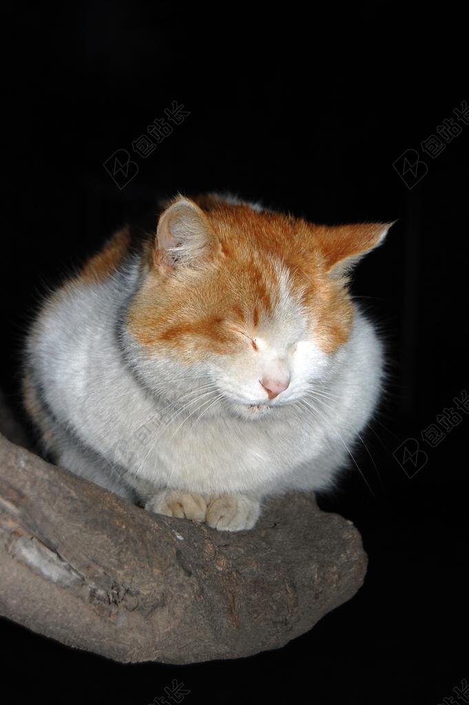 摄影唯美站在石头睡觉的肥猫背景图片