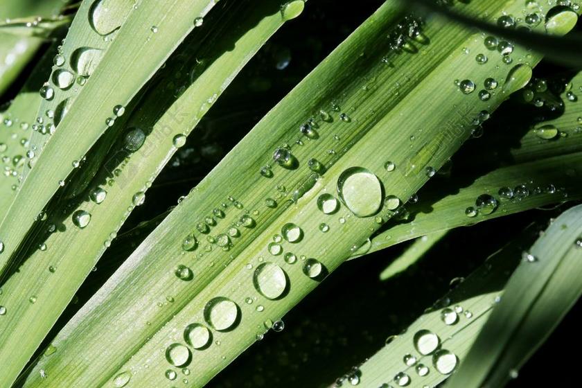 露珠 自然 早晨